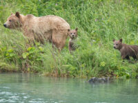 Haines to get bear education position, funded by ADFG