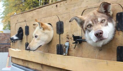 Rest Stop for 72 Huskies at 4 Mile Haines Highway