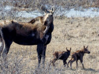 Upper Lynn Canal collared moose get a tech upgrade