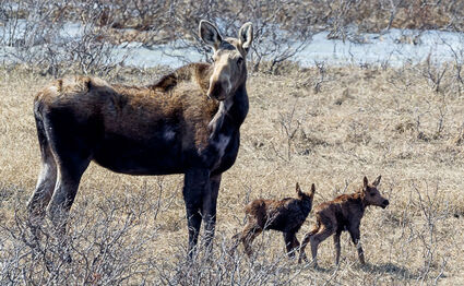 (File photo/Chilkat Valley News) A moose and calves in Chilkat Pass.