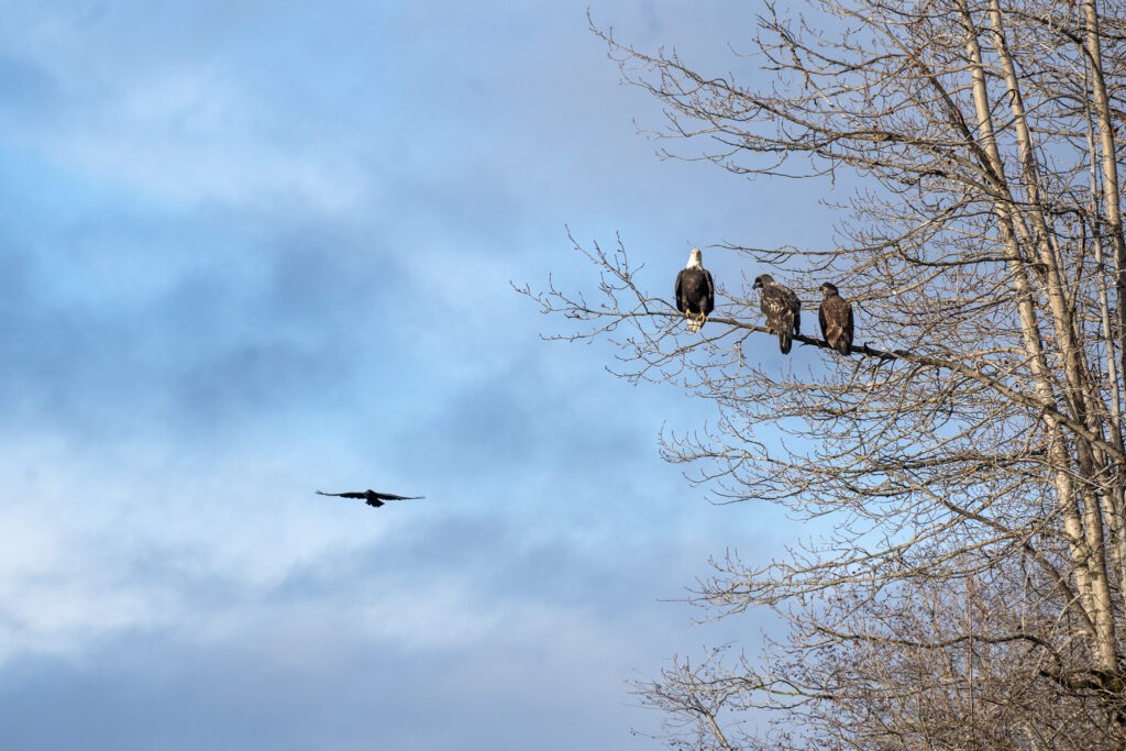 Three bald eagles perched on an aspen tree