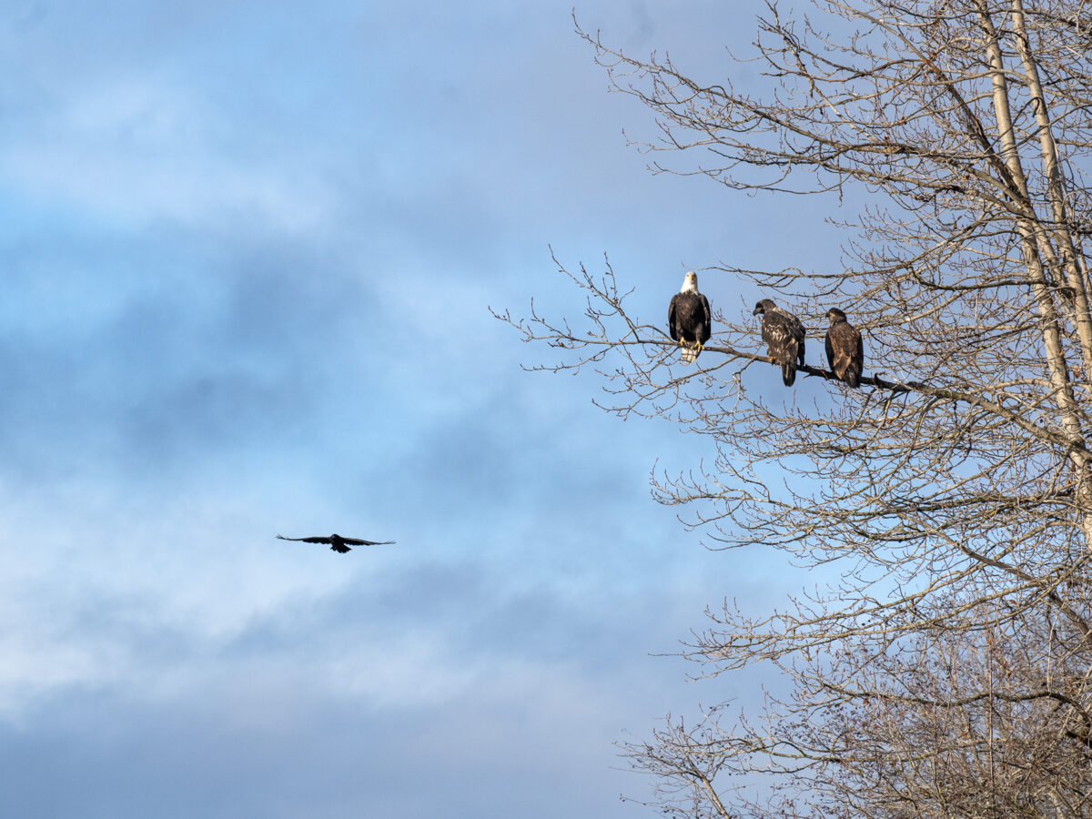 Three bald eagles perched on an aspen tree