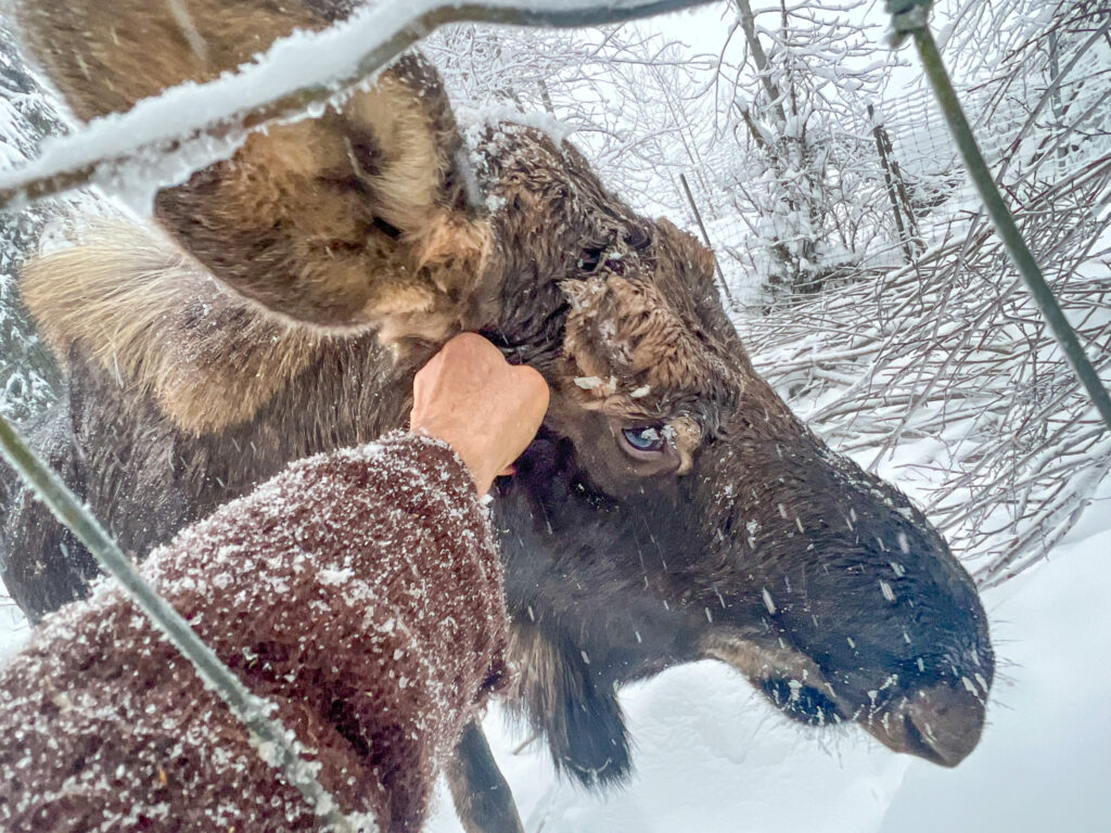 Duck Moses at the Kroschel Wildlife Center on Jan. 15. Kroschel
said the moose had gained weight since returning to the center.
(Courtesy photo/ Steve Kroschel)