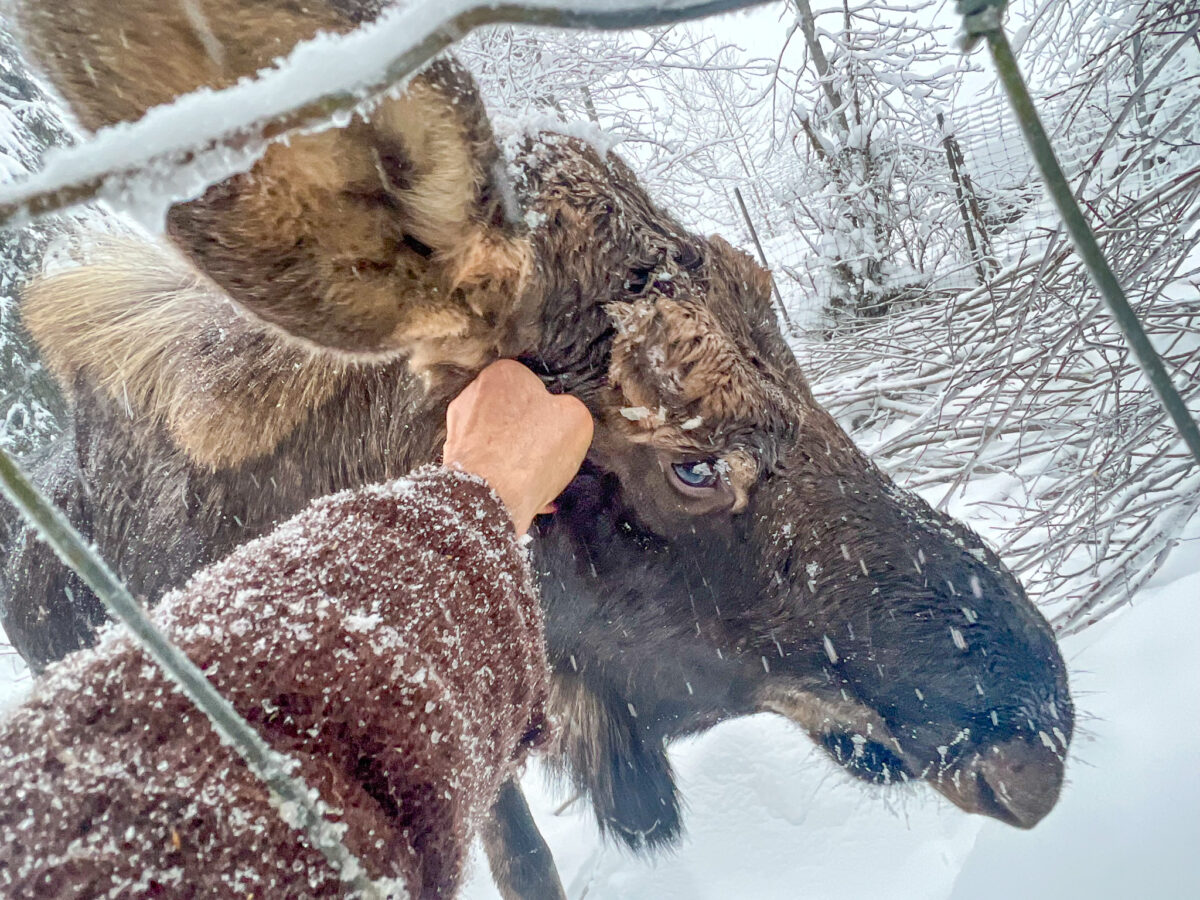 Duck Moses at the Kroschel Wildlife Center on Jan. 15. Kroschel said the moose had gained weight since returning to the center. (Courtesy photo/ Steve Kroschel)