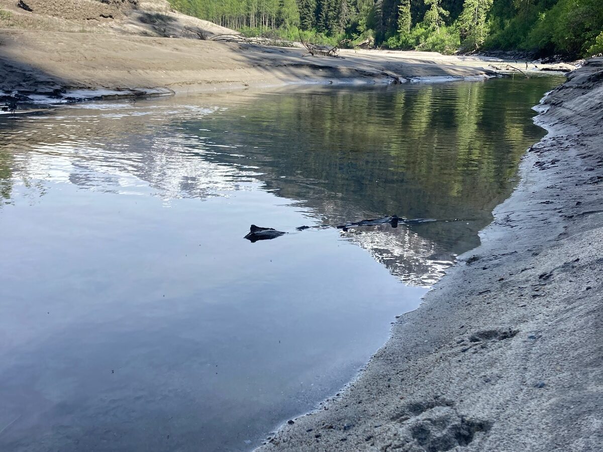 Wolf tracks in a canyon just below part of UA’s 4,000-acre land selection. (Photo courtesy of Natalie Dawson)