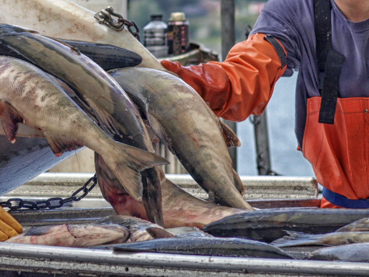 Salmon being sorted at sorting Taku Smokeries, on June 27, 2011, in Juneau, Alaska. (Photo courtesy Gillfoto/Wikimedia Commons)