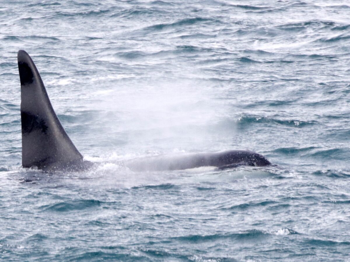 Duly Noted: Hot Shots, pot lucks, orcas and more