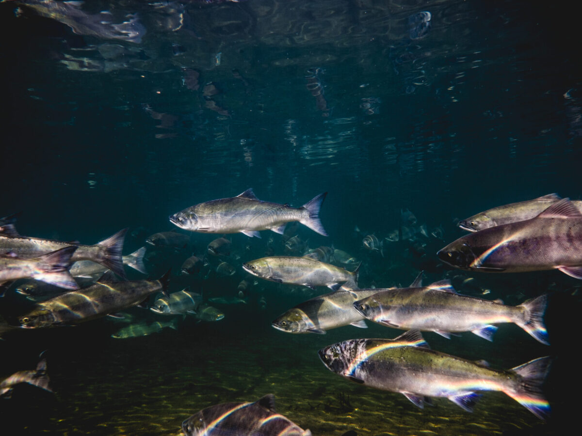 An underwater image captured in 2016 shows sockeye salmon swimming up the Brooks River in Alaska's Katmai National Park to spawn. The U.S. Department of Agriculture is buying about 50 million pounds of Alaska fish -- pollock, pink salmon and sockeye salmon -- to use in its food and nutrition-assistance programs. (Photo courtesy the National Park Service)
