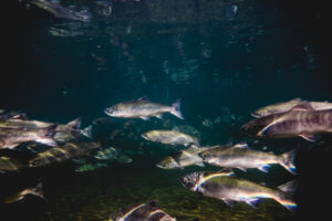 An underwater image captured in 2016 shows sockeye salmon swimming up the Brooks River in Alaska's Katmai National Park to spawn. The U.S. Department of Agriculture is buying about 50 million pounds of Alaska fish -- pollock, pink salmon and sockeye salmon -- to use in its food and nutrition-assistance programs. (Photo courtesy the National Park Service)