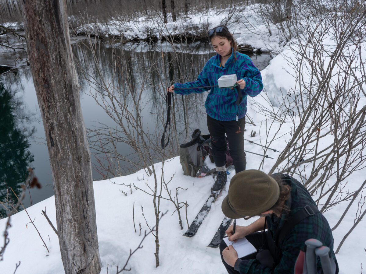 Maia Edwards sets up a sound recorder on a tree near the Little Salmon River as naturalist Nick Szatkowski takes note on Saturday, March 16, 2024 in the Haines borough, Alaska. (Photo by Lex Treinen/Chilkat Valley News)
