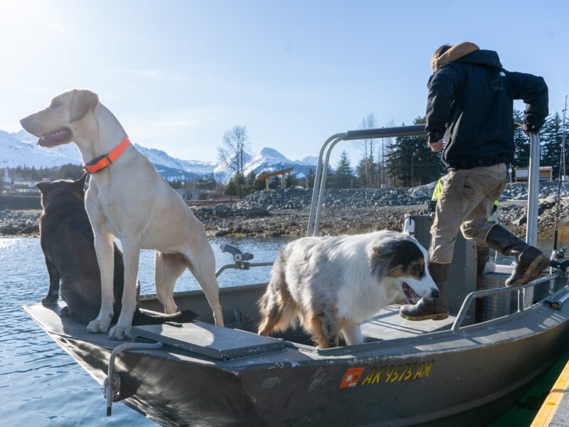 Boaters and their dogs head out towards Portage Cove from the Small Boat Harbor launch on March 20, 2024. (Lex Treinen/Chilkat Valley News)