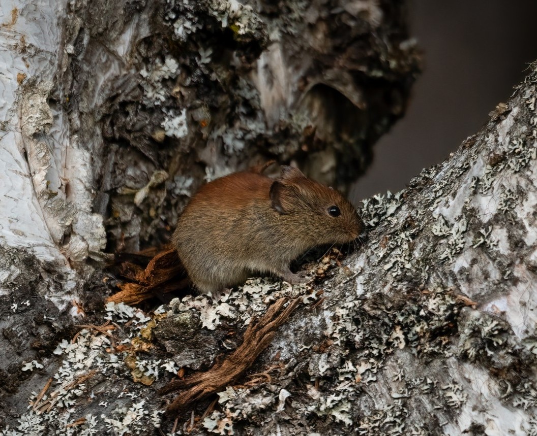 A northern red-backed vole scampers through a forested area of the Kenai Peninsula. These small mammals, found in almost all parts of Alaska, are known carriers of the virus that causes the disease being renamed borealpox. The borealpox virus -- known up to now as the Alaskapox virus -- appears to be more widespread in the environment than previously understood. (Photo by Colin Canturbury/U.S. Fish and Wildlife Service)