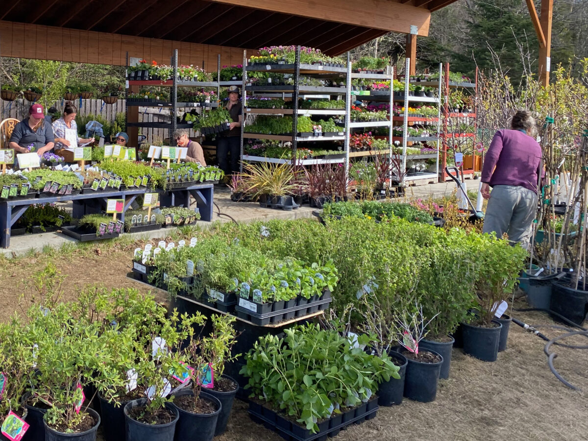 Plants and outdoor supplies at Gomi's Garden during the 2023 season. (Photo courtesy Sabine Churchill/Gomi's Garden)