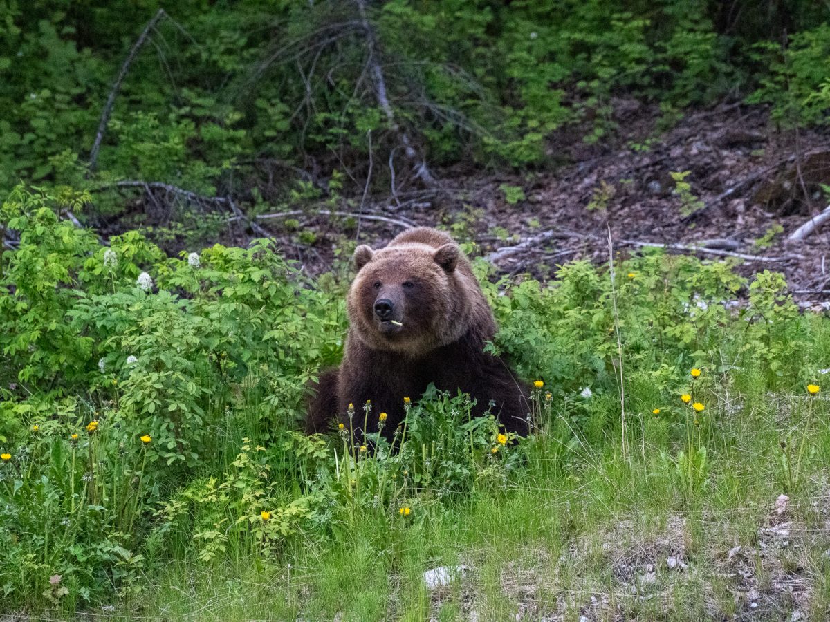 A brown bear munches on a dandelion snack on May 27, 2024 near mile 17 of the Haines Highway. (Lex Treinen/Chilkat Valley News)