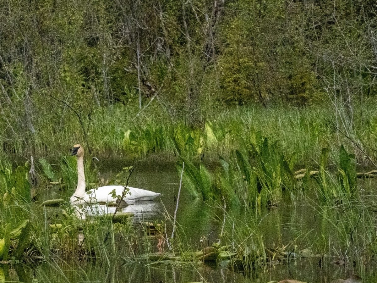 Trumpeter swan near the Haines Highway on May 14, 2024. A recent Audubon analysis found that 1% of trumpeter swans pass through the Chilkat Bald Eagle Preserve. (Lex Treinen/Chilkat Valley News)