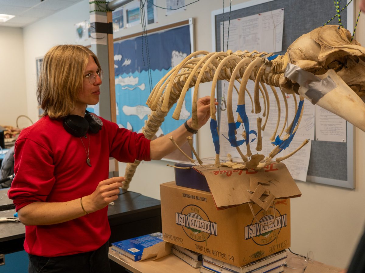 Sophomore Maddox Rogers works on reconstructing a sternum of a juvenile orca skeleton on May 20, 2024. (Lex Treinen/Chilkat Valley News)