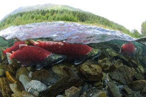 Sockeye salmon heading to spawning grounds swim up the Kenai River on Aug. 17, 2008. Sockeye harvest problems for Upper Cook Inlet setnetters have led to fishery disaster declarations by the U.S. Department of Commerce. (Photo by Kentaro Yasui/U.S. Fish and Wildlife Service)