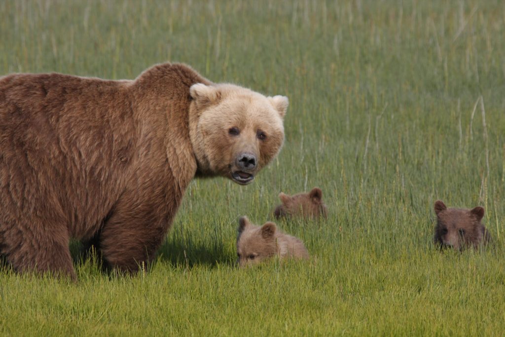 hree brown bear cubs crouch in the grass near their mother in a meadow in Lake Clark National Park and Preserve in 2009. A new rule resurrects a ban on bear baiting by sport hunters in national preserves in Alaska, but the National Park Service opted against expanding the rule to ban other controversial practices. (Courtesy/ K. Jalone, National Park Service)

