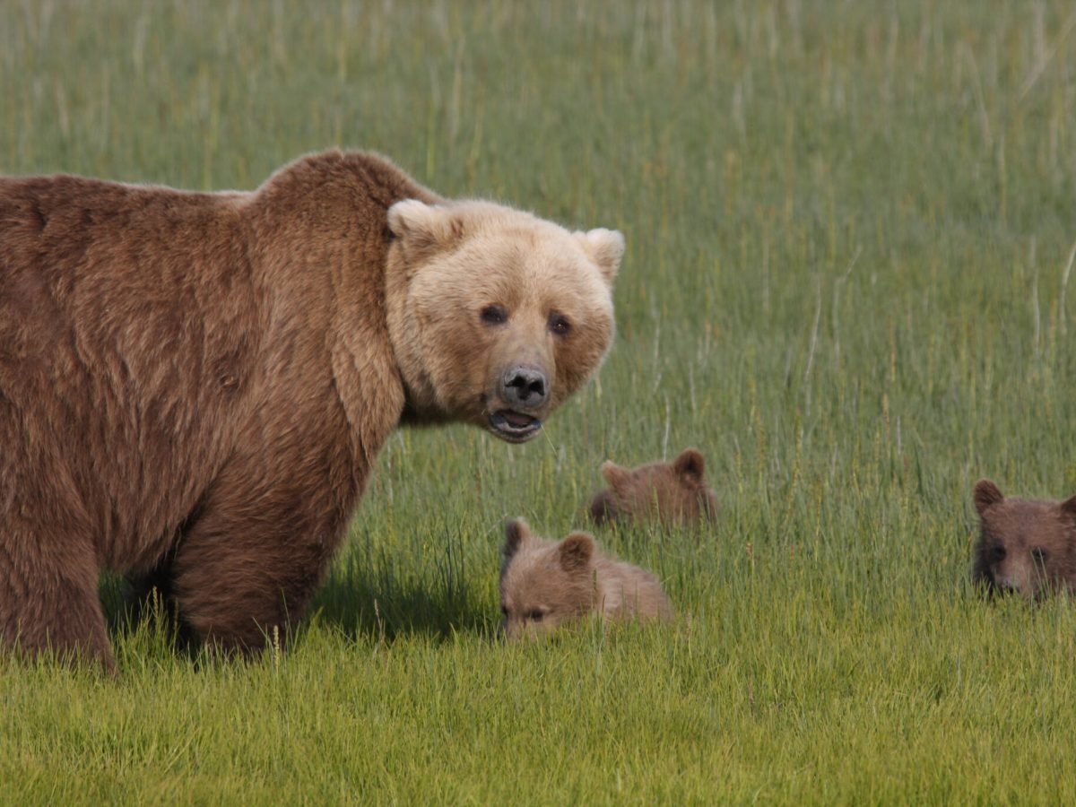 hree brown bear cubs crouch in the grass near their mother in a meadow in Lake Clark National Park and Preserve in 2009. A new rule resurrects a ban on bear baiting by sport hunters in national preserves in Alaska, but the National Park Service opted against expanding the rule to ban other controversial practices. (Courtesy/ K. Jalone, National Park Service)