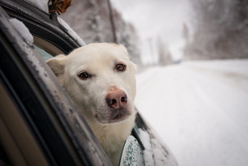 Scout, a sled dog, rides in a car outside Fairbanks, Alaska on Nov. 10, 2013. (Ian Dickson/KTOO)