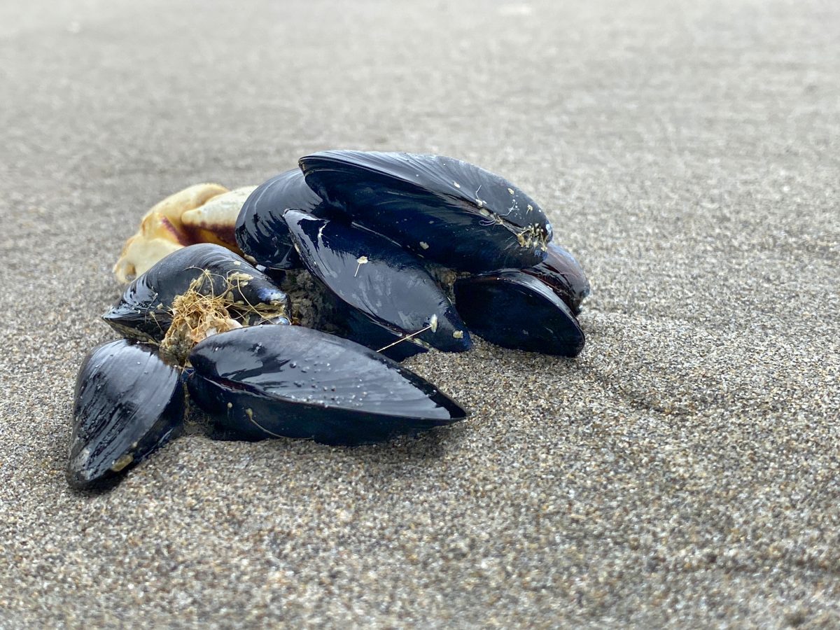 Blue mussels on a sandy beach