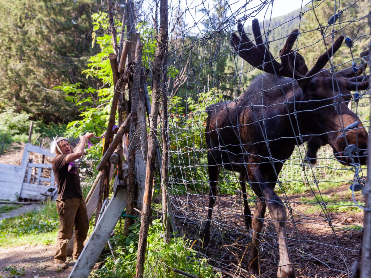 A man stands in front of a moose enclosure while a large moose stands in the foreground.