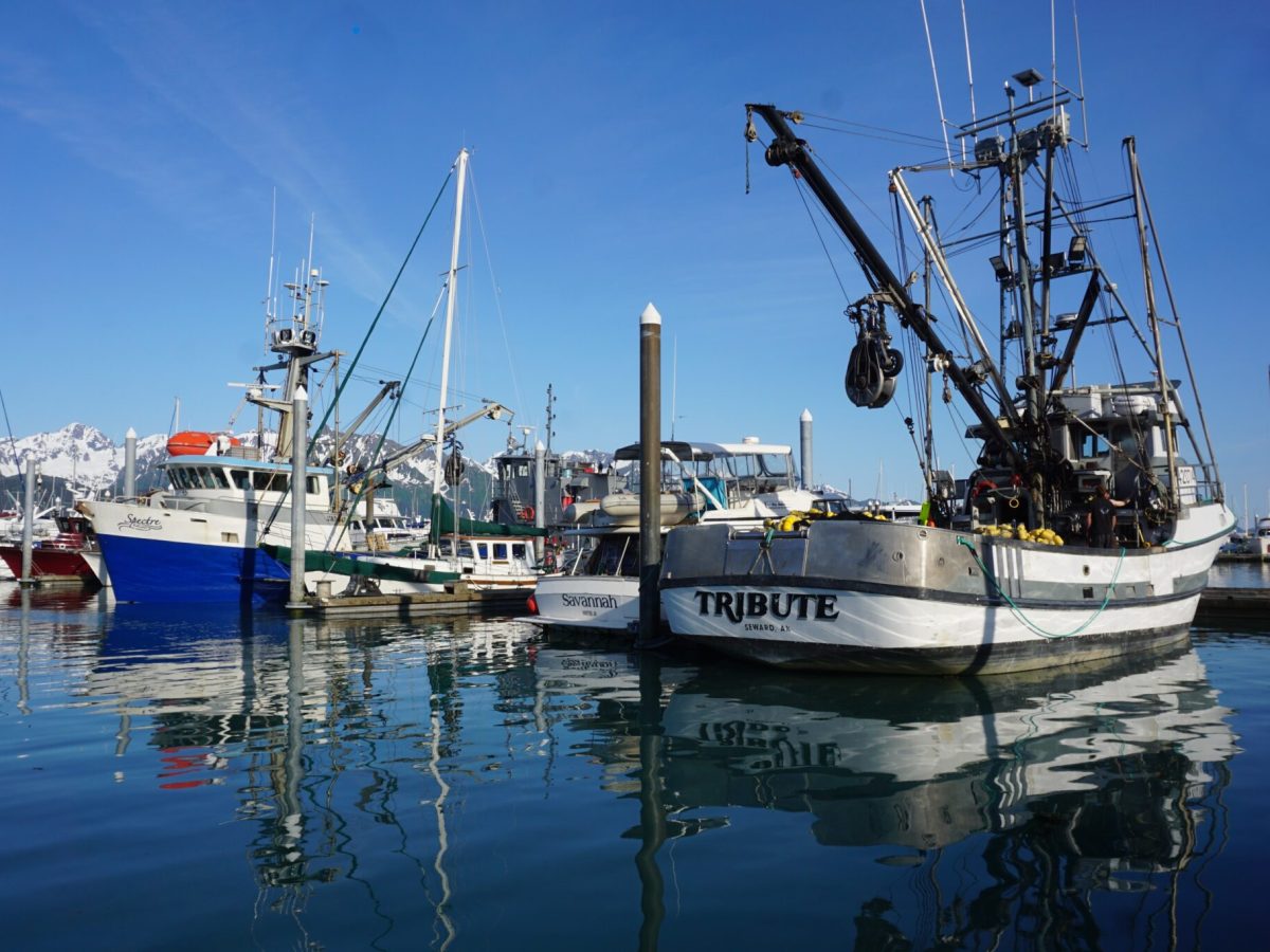 Commercial fishing boats are lined up at the dock at Seward's harbor on June 22. Numerous economic forces combined last year to create a $1.8 billion loss for the Alaska seafood industry, and related losses affected other states, according to a new report. (Courtesy/Yereth Rosen,Alaska Beacon)