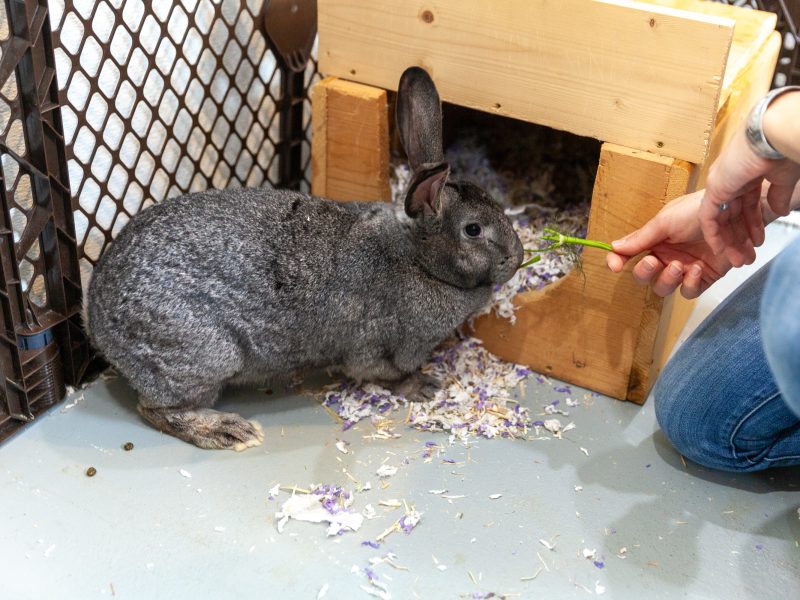 Darla, a Flemish giant, eat snacks from TeoLani Baker's hand while in the Haines Animal Rescue Kennel on Tuesday, October 22, 2024, in Haines, Alaska. Shelter staff believe Darla may be pregnant. If so she could have between 2-18 kits. (Rashah McChesney/Chilkat Valley News)