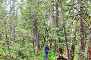 A hiker walks on May 30, 2018, on the trail to the Tongass National Forest’s Tern Island campsite in Wrangell, Alaska. (Photo courtesy Xavier Rivera,U.S. Forest Service)