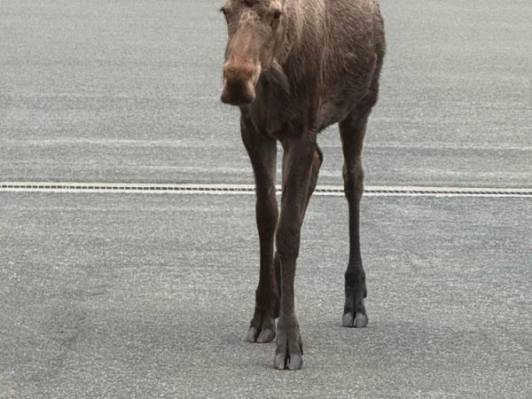 Duly Noted: A birthday surprise, an airport moose, bartering and Discover Deishú