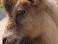 Duly Noted: Celebrating a hut, biking for bluegrass, Rabab the goat, and textile taxidermy