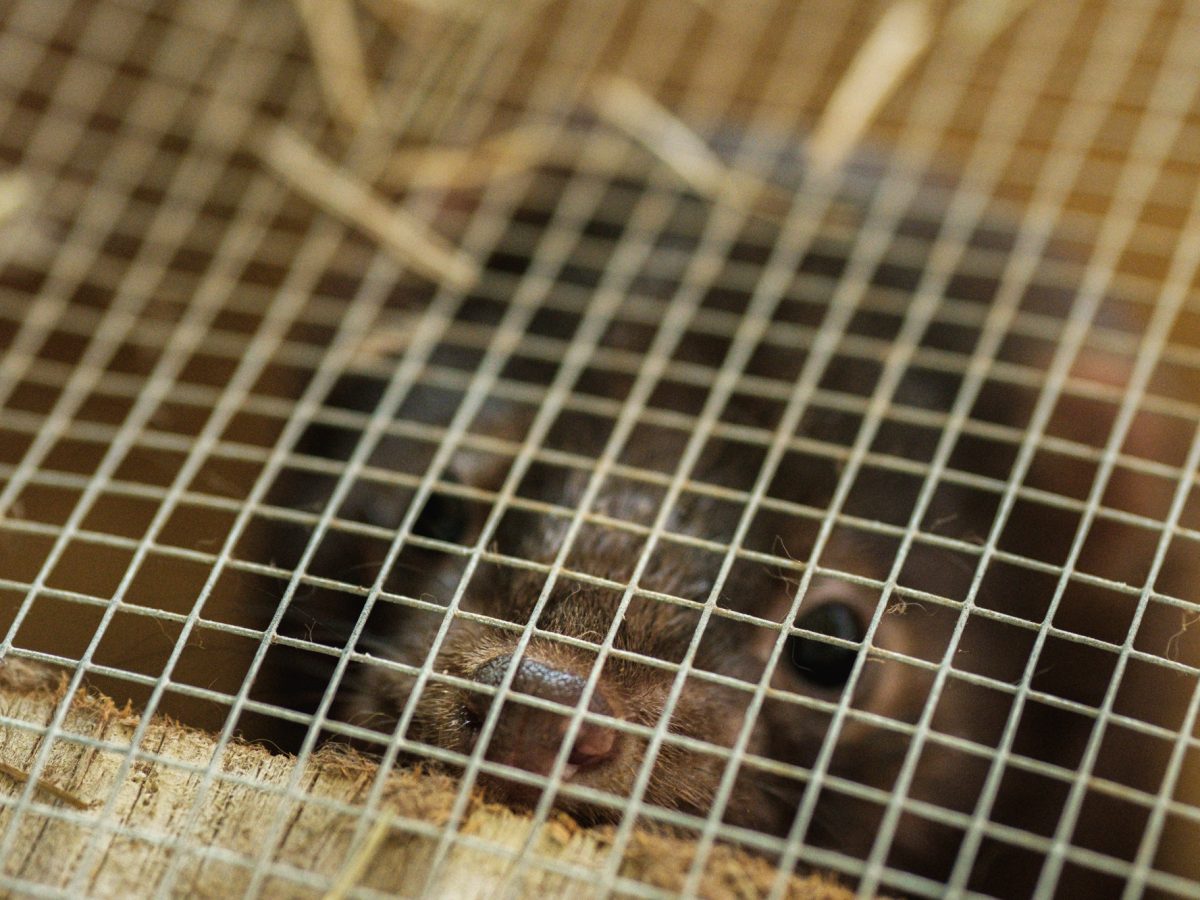 Nearly a year after the raid, 20 animals remain at Kroschel’s wildlife facility 