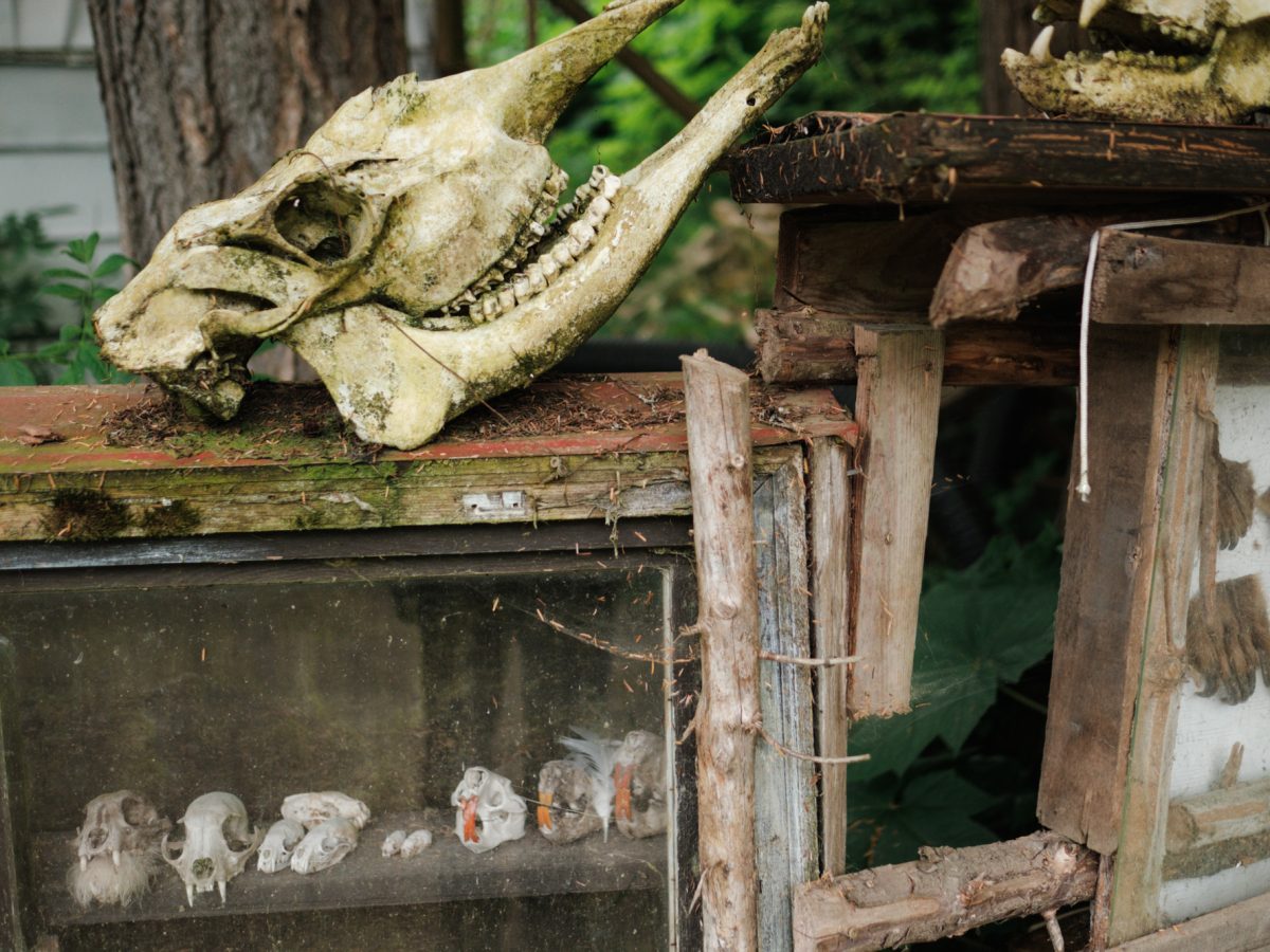 Fish and Game reveals locations of dozens of animals seized from Chilkat Valley wildlife facility