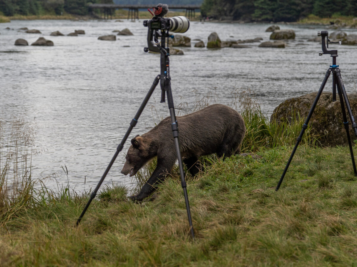 Sow and four cubs draw attention, tension to crowded Chilkoot corridor