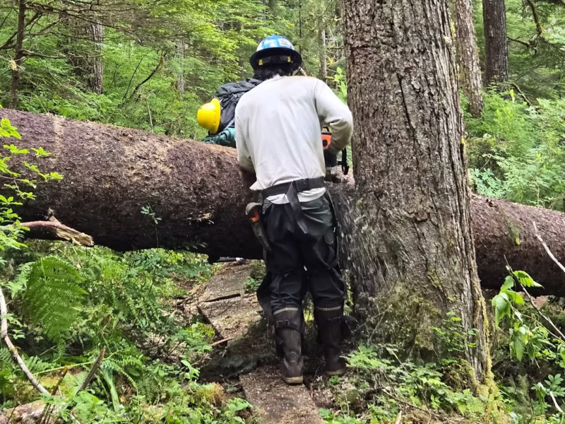Abandon new Tongass management plan? Timber says yes, tribes say no ahead of meetings next week