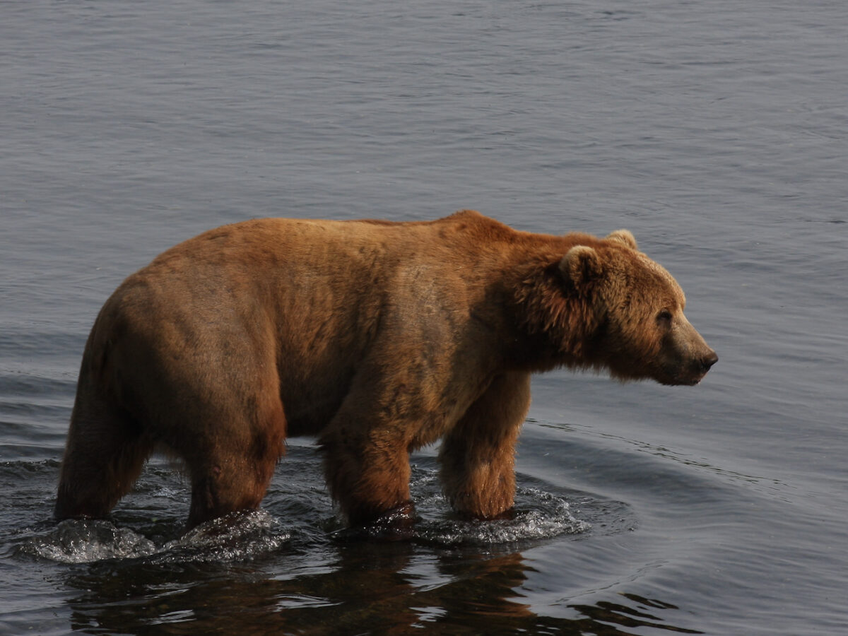 ‘Seal finger’ infection affecting an Alaska bear hunter was a medical first