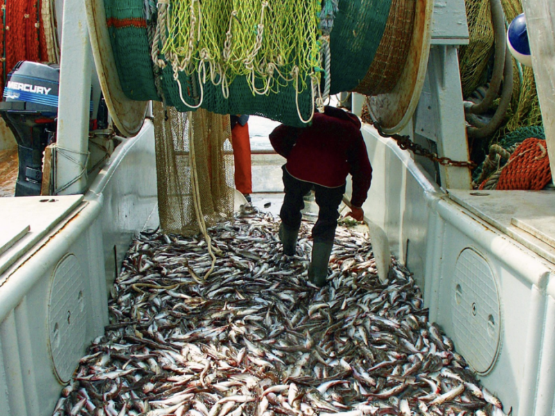 Alaska salmon run declines are a crisis. Pointing the finger at trawl is misleading.