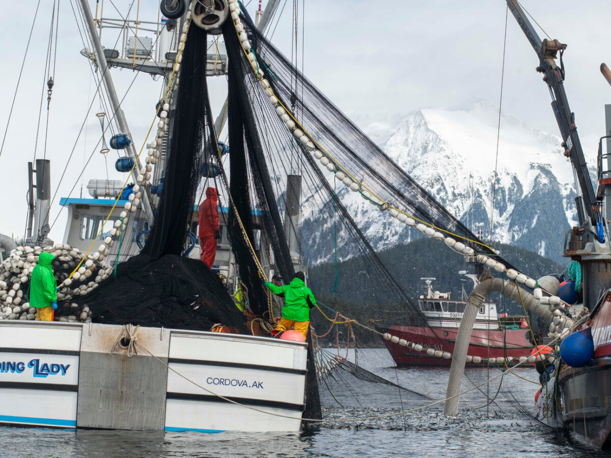 Sure Sign of Spring: Herring Season Opens