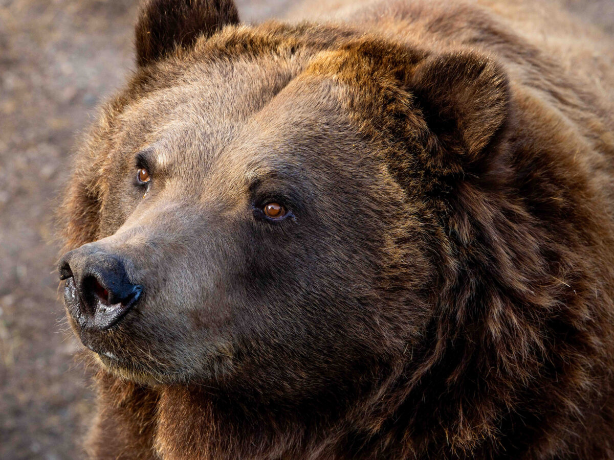 Orphaned Mud Bay bear cub dies after two decades at the Minnesota Zoo