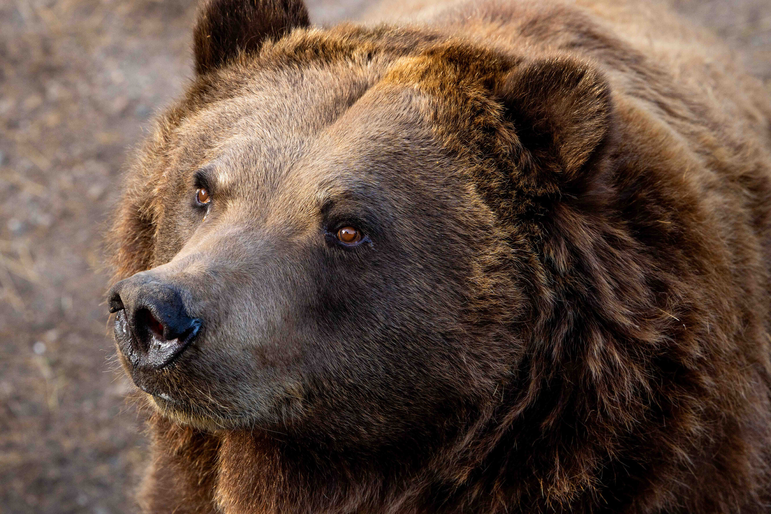 Orphaned Mud Bay bear cub dies after two decades at the Minnesota Zoo