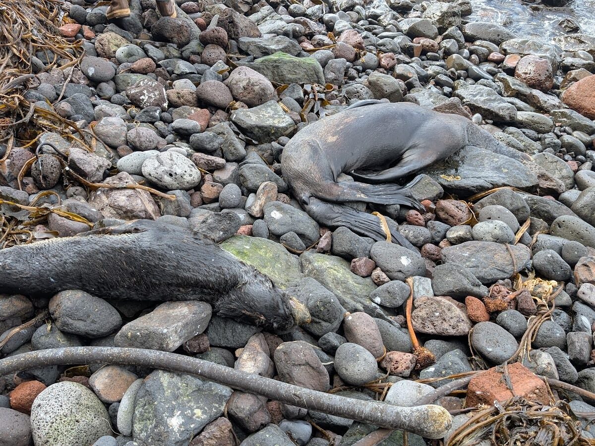 As waters around Alaska warm, algal toxins are turning up in new places in the food web