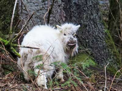 Goat disease resurfaces in Juneau, officials urge caution