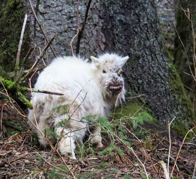 Goat disease resurfaces in Juneau, officials urge caution