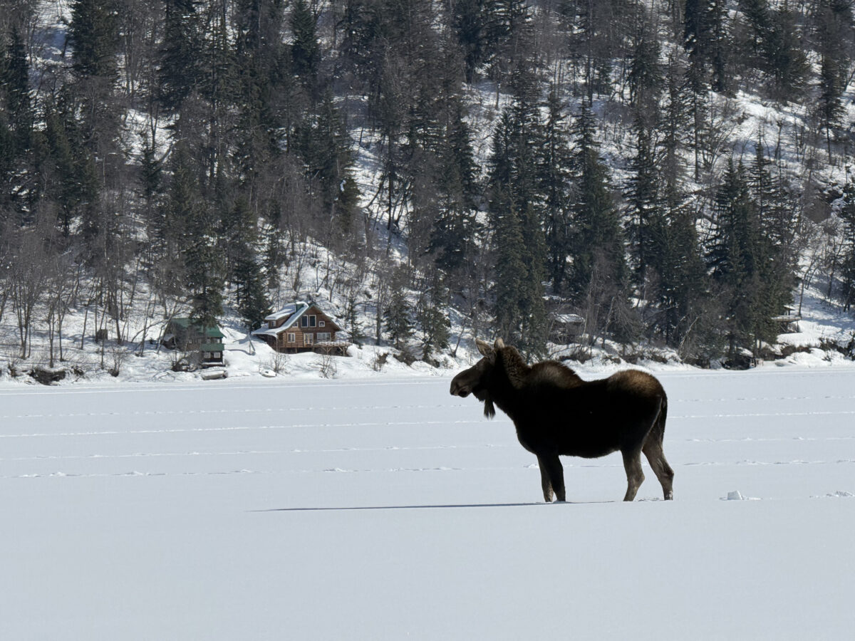 Duly Noted: Easter eggs, boat engines and a moose stalker