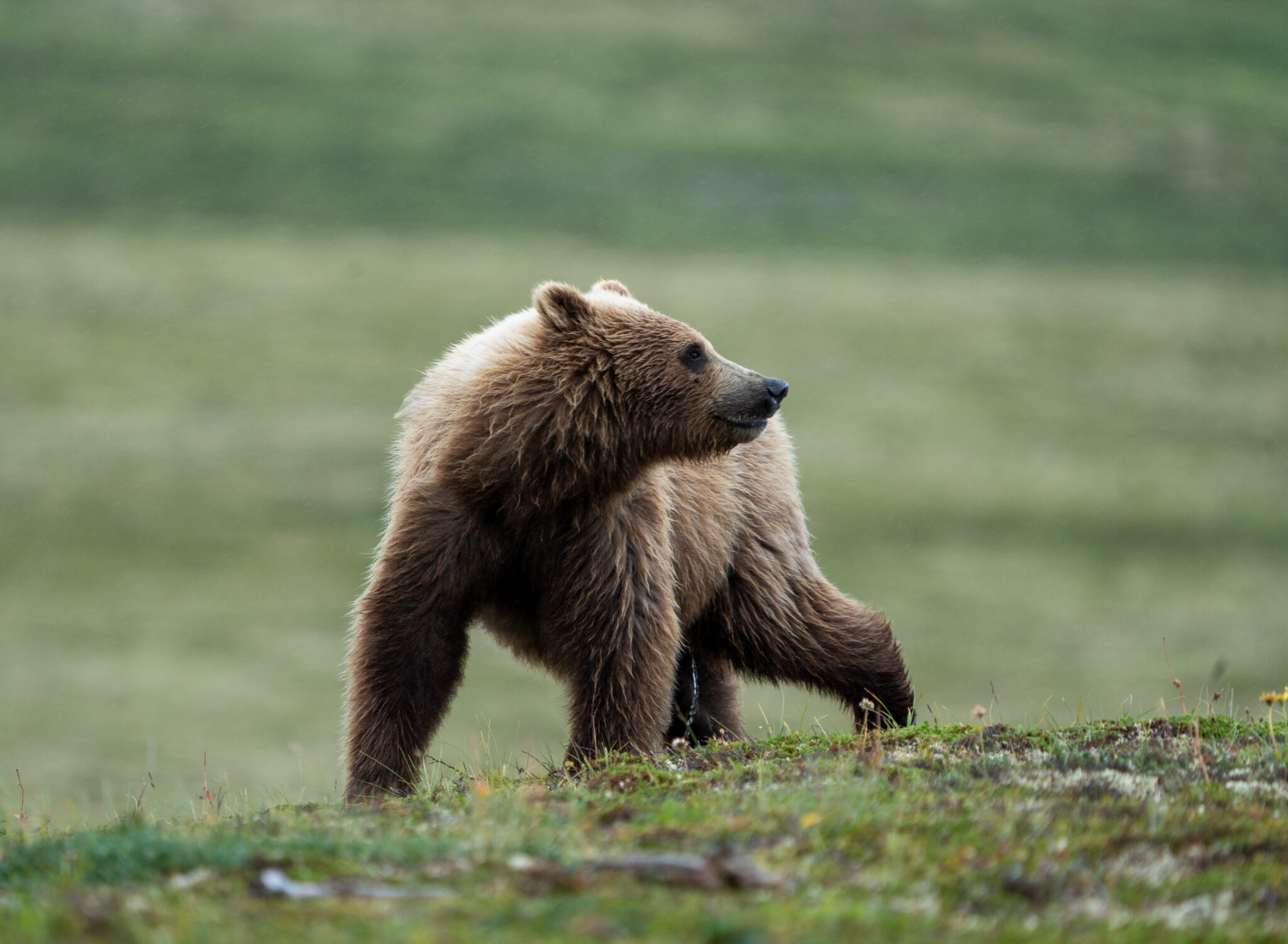 Ground-breaking brown bear research holds great promise