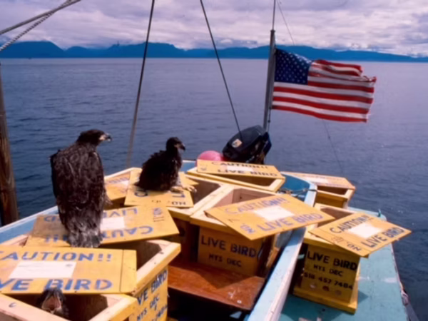 America’s bald eagles thrive due to Southeast Alaska’s translocation program