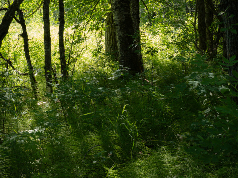 Philpott Eagle Preserve garden headed to appeal