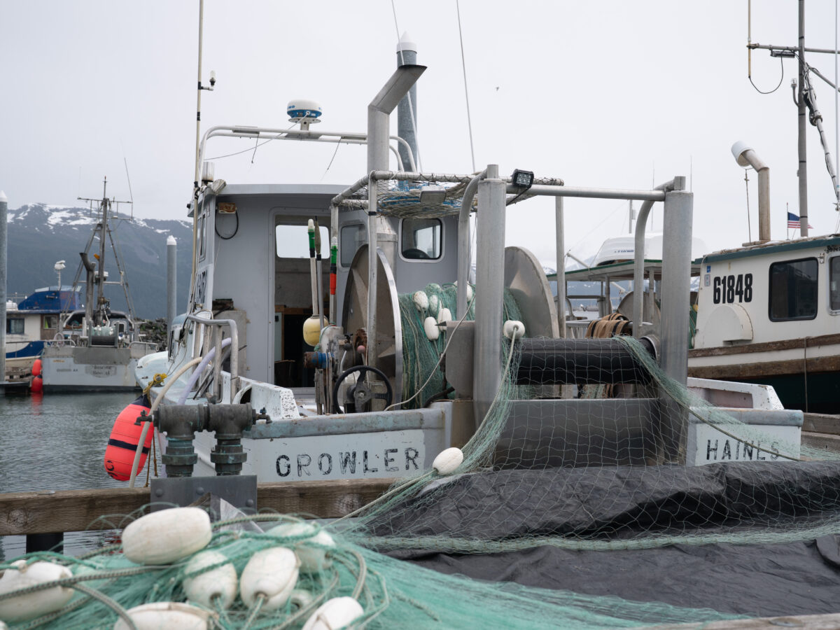 Gillnetters see plentiful fish and high prices