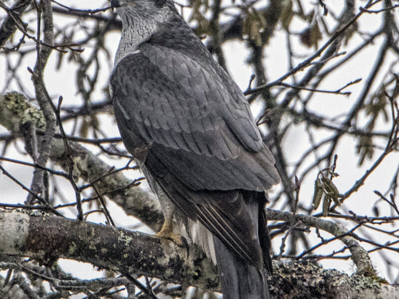 Forest Service surveys goshawks