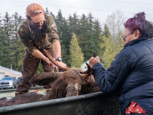 Twenty-five moose reported harvested during this year’s season